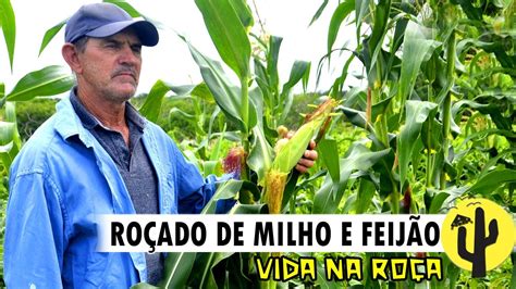 VIDA NA ROÇA O PLANTADOR DE MILHO Produtor Rural Dadica Mostra