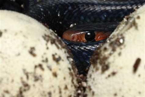 Eastern Indigo Snake Hatchling FWS Gov