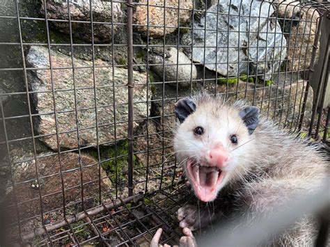 Opossum Removal