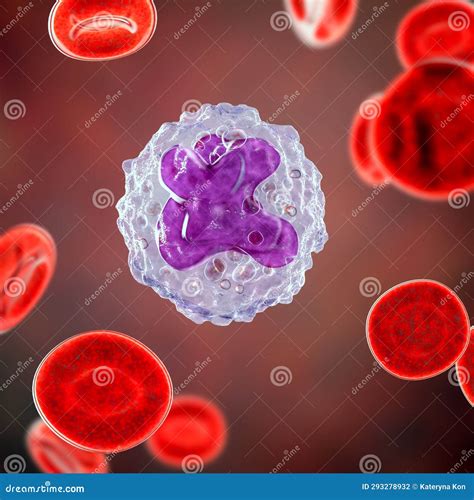 The Structure Of The Monocyte Monocytes Blood Cell Macrophage White