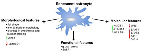 Ijms Free Full Text Reactive And Senescent Astroglial Phenotypes As