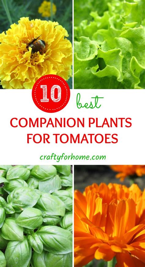 Companion Plants To Grow With Tomatoes Companion Planting Tomato