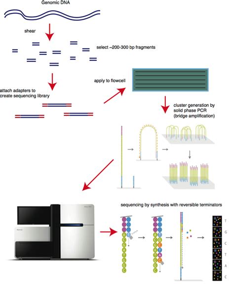 Sequencing By Synthesis Explaining The Illumina Sequencing Technology