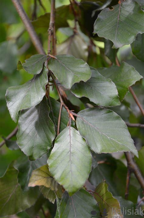 Fagus Sylvatica Purple Fountain Buk Pospolity