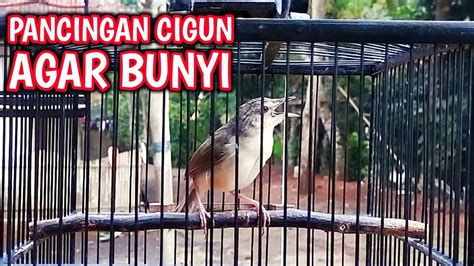 Pancingan Cigun Agar Bunyi Dan Cepat Ngeriwik Dijamin Cigun Macet