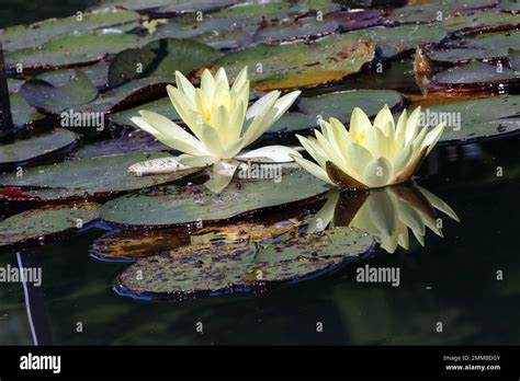 Zuchtform Der Seerose Nymphaea Odorata Sulphurea Im Botanischen Garten