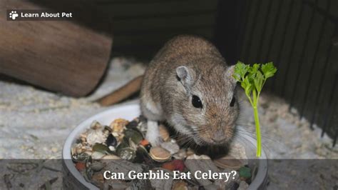 Can Gerbils Eat Celery CANZH