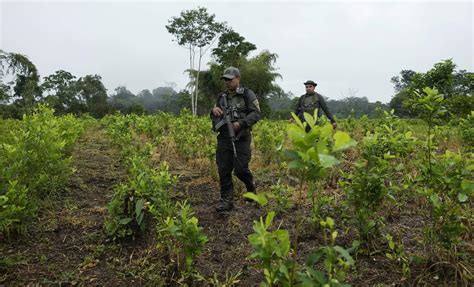 Colombia Registra Máximos Históricos De Cultivos De Hoja De Coca Y Producción De Cocaína En 2021