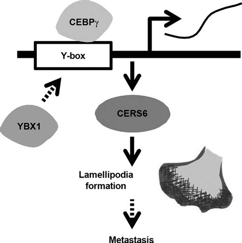 Schematic illustration showing CEBPγ and YBX1 functions related to