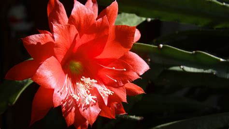 How To Care For A Red Orchid Cactus