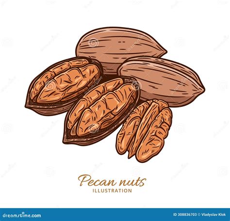 Vector Pecan Nut Colorful Illustration Stock Vector Illustration Of