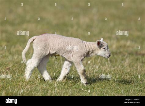 Domestic Sheep, mule lamb, four-days old, with docking ring on tail ...