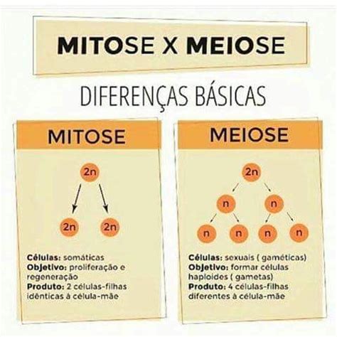 Resumo Exerc Cios Sobre Divis O Celular Gabarito Mitose Meiose