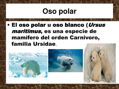 Ppt Oso Polar Powerpoint Presentation Free Download Id6668569