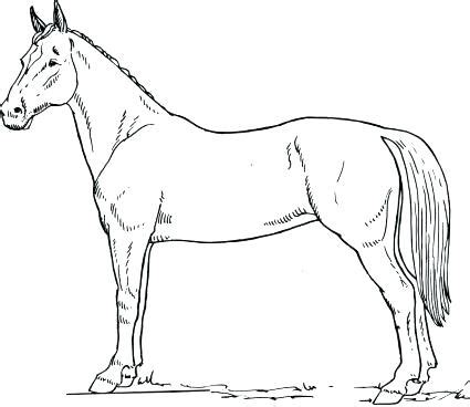 Quarter Horse Coloring Pages at GetColorings.com | Free printable ...