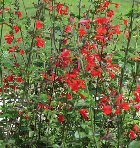 Planting Archives Page Of Florida Wildflower Foundation