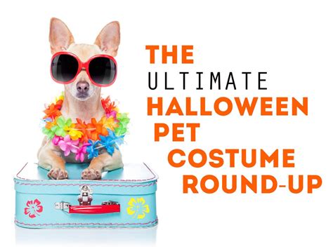 Diy Pet Halloween Costume Ideas Hgtvs Decorating And Design Blog Hgtv