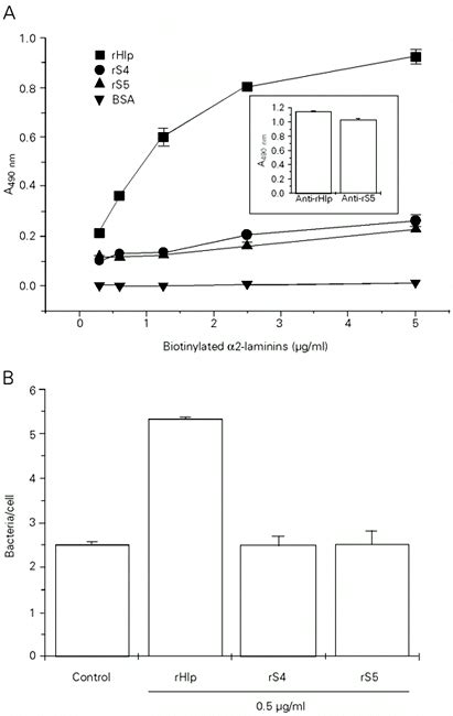 Scielo Brasil Further Biochemical Characterization Of Mycobacterium