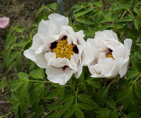 Paeonia Suffruticosa Tree Peony Growing Guide