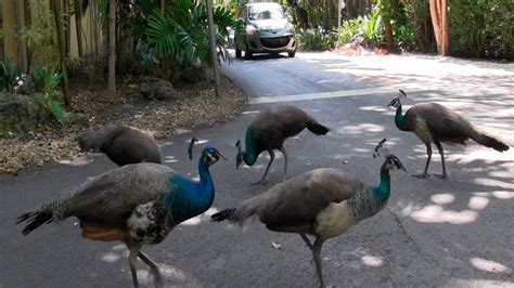 After residents cry fowl: Miami to relocate pride of peacocks | CTV News