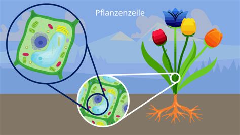 Pflanzenzelle • Pflanzliche Zelle Aufbau · Mit Video