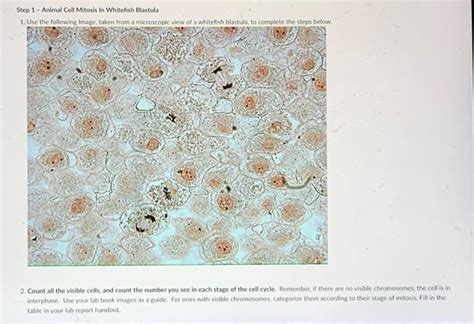 Solved Step 1 Animal Cell Mitosis In Whitefish Blastula 1