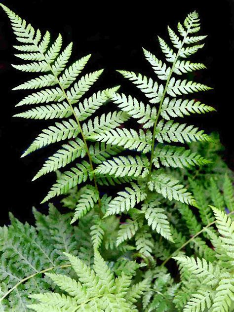 Symbolism of Fern Plants - SimplyBeyondHerbs