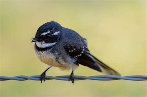 Small Australian Birds - Australian Photography