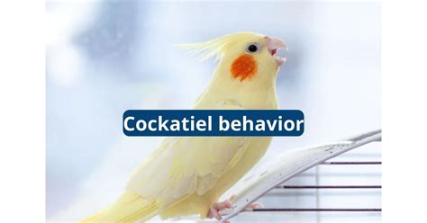 Understanding Cockatiel Behavior Featherland Bird Cage