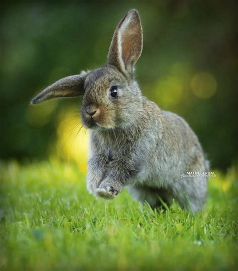 Friday Favorite Photo Of The Week Mabfotos Baby Bunny — Dbm Photography