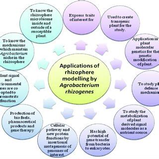 Applications of rhizosphere modeling by Agrobacterium... | Download ...