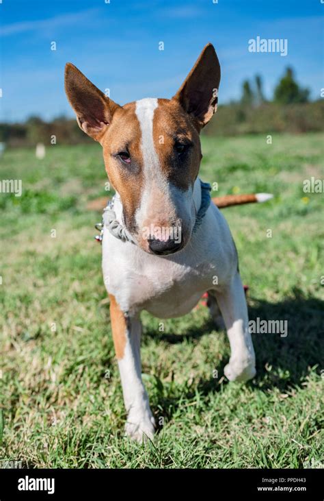 bull terrier in a training of obedience Stock Photo - Alamy