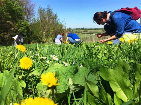 Kr Uterwanderung In Nieder Sterreich Wild Wuchs Natur Akademie