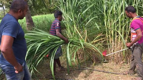 Super Napier Being Harvested With Honda Brush Cutter Youtube