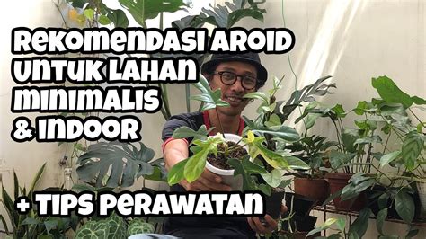 Rekomendasi Jenis Tanaman Hias Aroid Dan Tips Perawatan Tanaman Hias