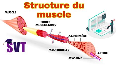 Ultra Structure Du Muscle Squelettique Stri Youtube