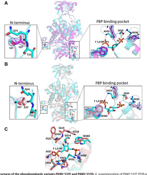 Figure From Structural Basis For Allosteric Regulation Of Pyruvate