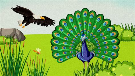 The Story Of The Peacock Aesops Fable Fairy Tales