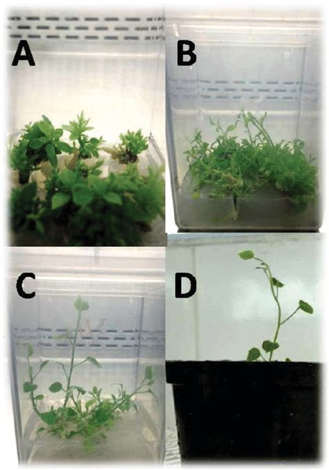 In Vitro Propagation Stages Of Caper C Spinosa L A Shoot