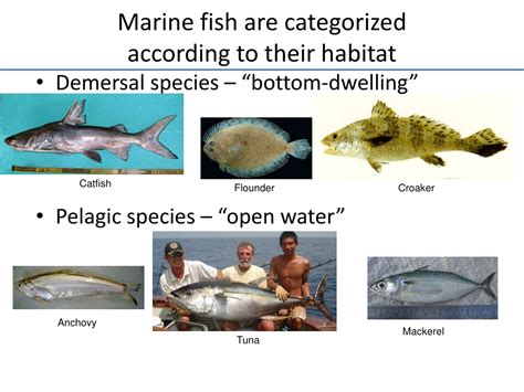 PPT Marine Fisheries Management PowerPoint Presentation Free