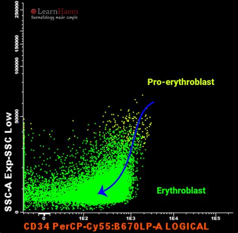 Normal Erythroid Maturation Learnhaem Haematology Made Simple