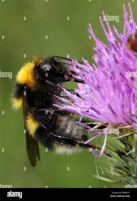 Large Earth Bumble Bee Or Buff Tailed Bumblebee Bombus Terrestris