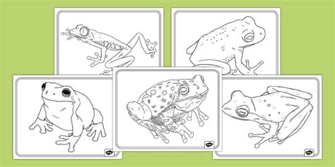 Frog Coloring Sheets Teacher Made Twinkl