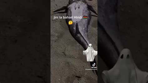 Mermaid Caught In Kilifi News Trending Kenya Youtube