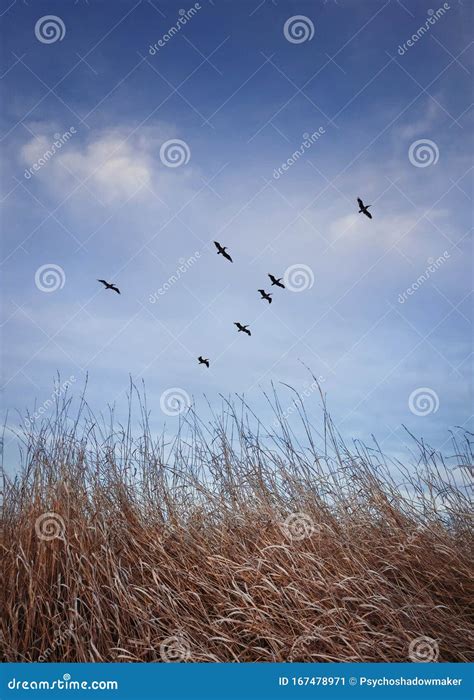 Flock Of Migratory Birds Flying Over Over A Meadow With Dry Grass Late Autumnal Scene Vertical