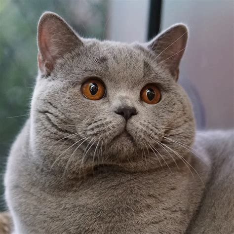 British Shorthair Cat - Learn All About the Breed