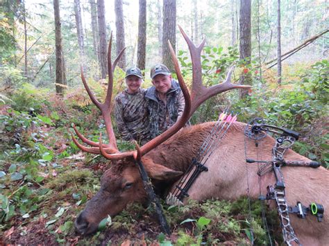 Roosevelt Elk