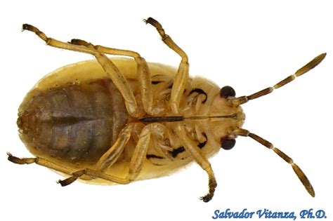Hemiptera-Heteroptera-Lygaeidae-Nysius-False Chinch Bug NYMPH (B ...