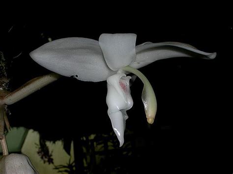 Stanhopea Candida Alchetron The Free Social Encyclopedia