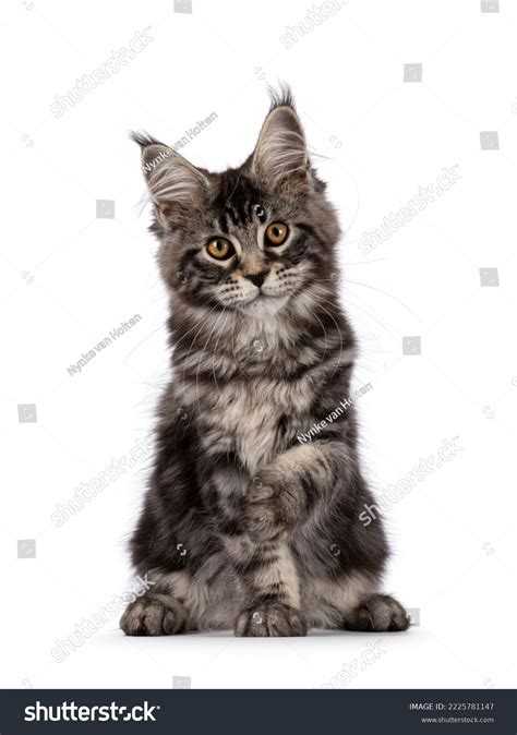 Tabby Maine Coon Kitten